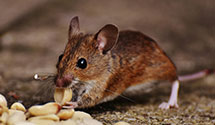 24 Hour & Emergency Exterminators in Montoursville, PA